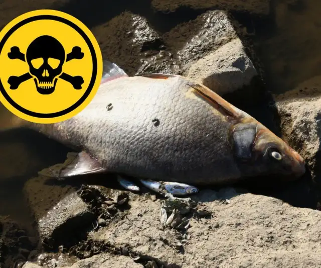 Rtęć w Odrze skąd się wzięła – niebezpieczne źródła zanieczyszczenia