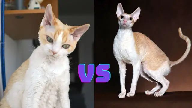 Devon Rex a Cornish Rex różnice - co musisz wiedzieć, aby wybierać mądrze