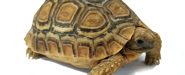 Ile żyje żółw lamparci? Odkryj sekrety jego długowieczności
