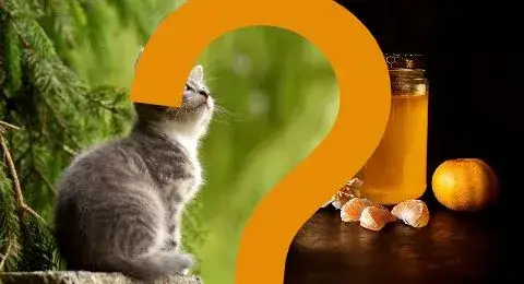 Czy koty mogą jeść miód? Korzyści i zagrożenia dla zdrowia