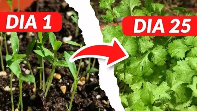 Cuando plantar cilantro: evita errores comunes y logra una cosecha perfecta