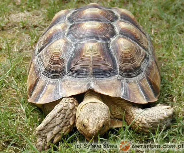 Twój żółw się nie rusza? Sprawdź, czy żyje! Letarg czy śmierć?