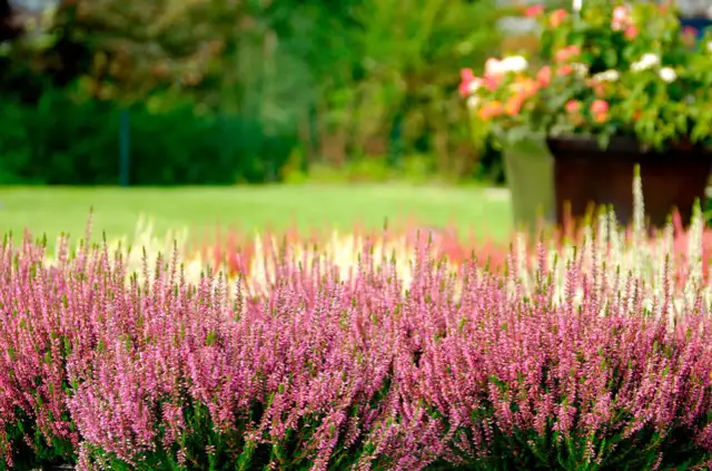 Gęste, różowe wrzosy na tle zielonego ogrodu i donicy z kwiatami.