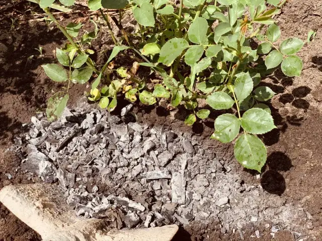 Czy popiół to dobry nawóz? Odkryj jego zalety i zastosowanie