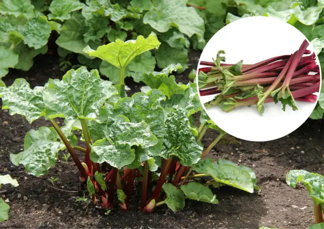 Jak uprawiać rabarbar: proste sposoby na zdrowe plony w ogrodzie