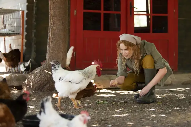 Kobieta karmi kury, sprawdzając, czy kury mogą jeść jęczmień. W tle kogut i kurnik.