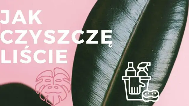 Czym myć liście kwiatów, aby uniknąć ich uszkodzenia i brudu?