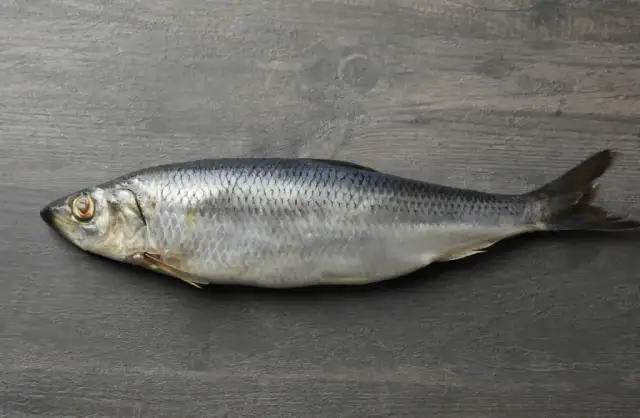 Kiedy łowić śledzie w Bałtyku? Odkryj najlepsze czasy i miejsca