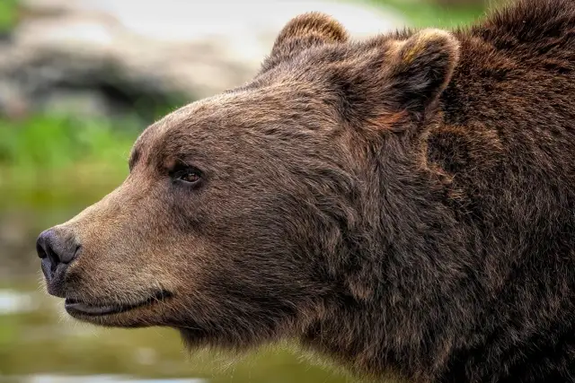 Portret niedźwiedzia brunatnego, jednego z mieszkańców Tatr. Jego gęste futro lśni w słońcu.