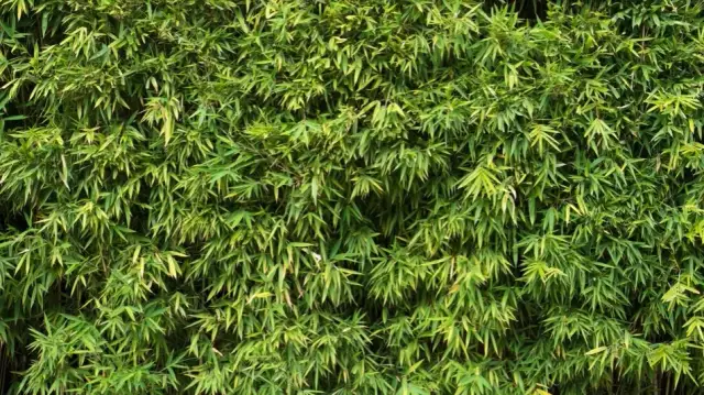 Jak sadzić bambus na żywopłot, aby uniknąć najczęstszych błędów