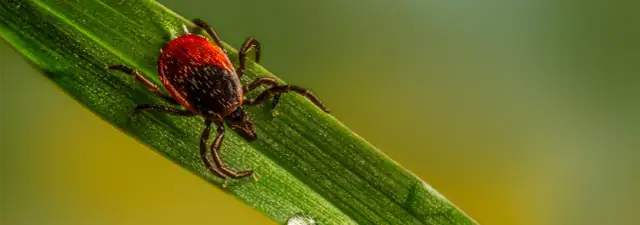 Krople czy obroża na kleszcze – co wybrać, by skutecznie chronić psa?