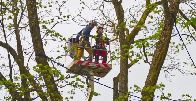 Wycinka drzew w jakim okresie: uniknij kar i zniszczeń w ptasim gnieździe