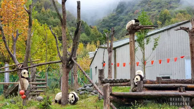 Pandy: Odkryj ich dom w Chinach i zaplanuj niezapomnianą podróż