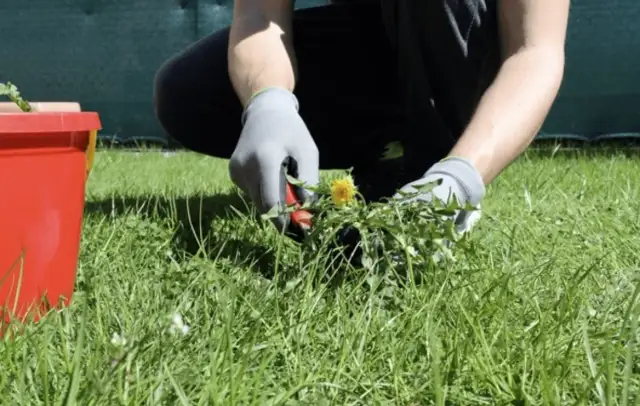 Chwasty na trawniku: Jak skutecznie zwalczyć i zapobiegać?