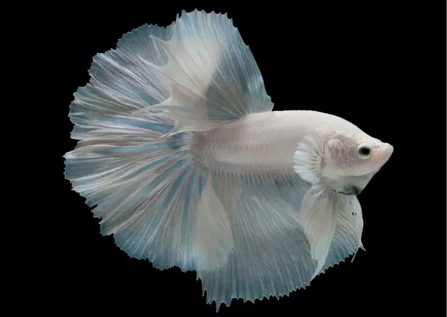 Jakie rybki z bojownikiem: najlepsze towarzysze do akwarium