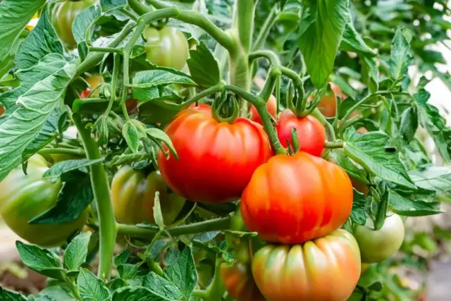 Jak kwitnie pomidor - poznaj kluczowe warunki dla zdrowych roślin