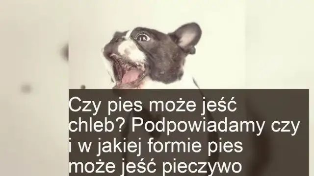 Czy pies może jeść chleb? Ekspert radzi: ryzyko i bezpieczne zasady.