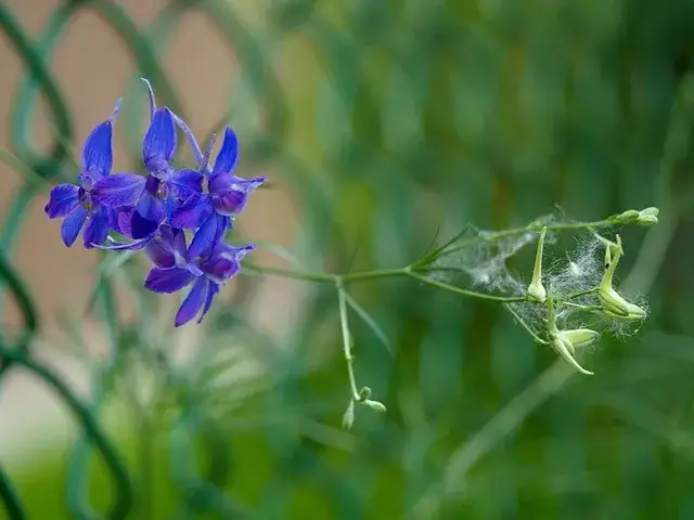 Chwast zbożowy o purpurowych kwiatach: jak go rozpoznać i zwalczyć