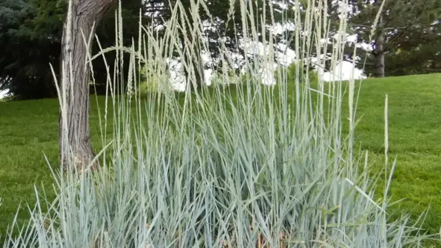 Jak sadzić wydmuchrzycę piaskową, aby uniknąć błędów i osiągnąć sukces