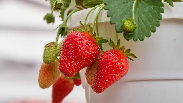 Jak często podlewać truskawki w doniczce, aby uniknąć ich uschnięcia?