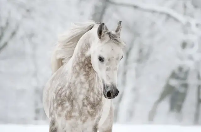 Stadnina Białka: odkryj historię i tajemnice hodowli koni