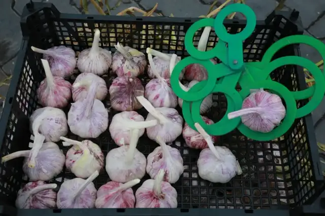 Ile można zarobić z 1 ha czosnku? Zaskakujące fakty o zyskach