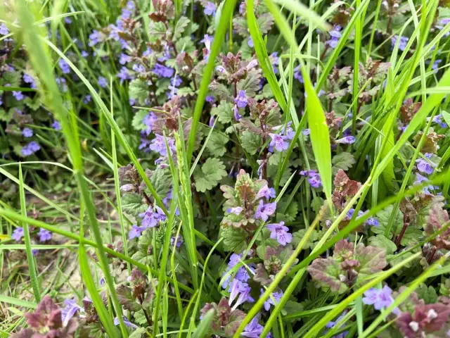 Chwast z fioletowymi kwiatami - jak je rozpoznać i zwalczać?