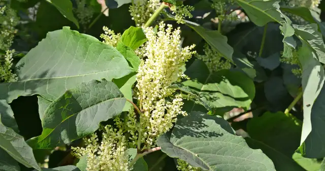 Chwast podobny do kopru? Rozpoznaj truciznę, chroń ogród!