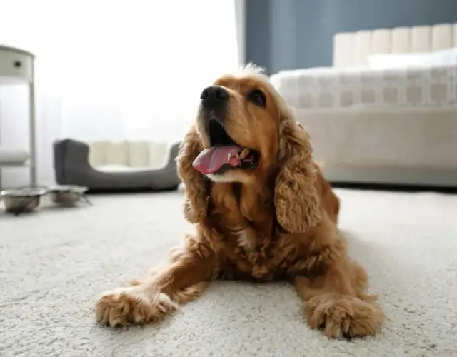 Ile kosztuje psi hotel? Ceny, które mogą cię zaskoczyć