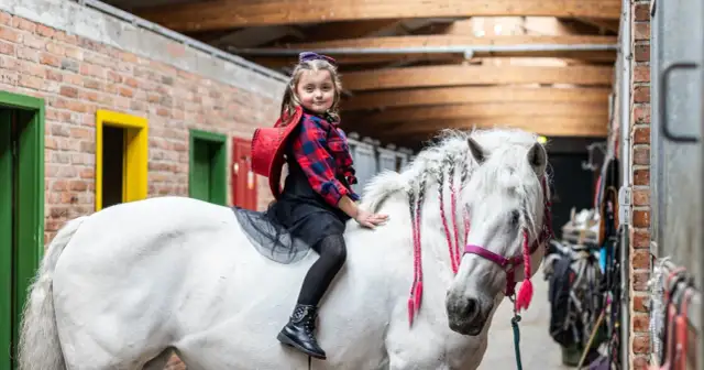 Stadnina koni Salio - kompleksowa opieka i jazda konna w Besiekierzu