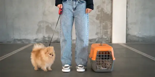 Jak przewieźć zwierze za granicę bez stresu i zbędnych formalności