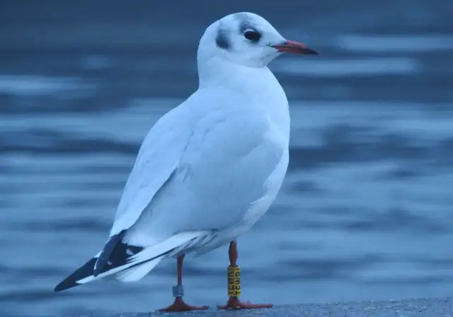 Gdzie zimują mewy? Odkryj tajemnice ich zimowych schronień w Polsce