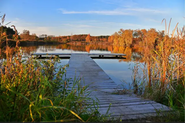 Drewniany pomost na spokojnym jeziorze otoczonym jesiennymi drzewami i trzcinami.