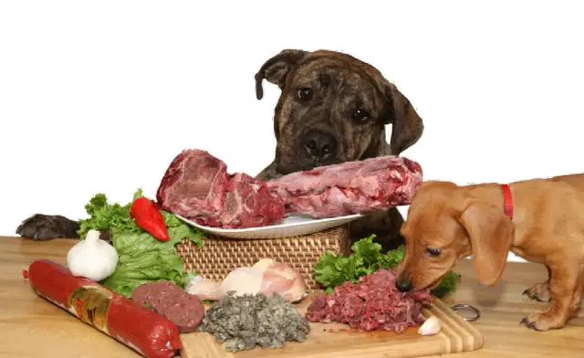 Es bueno darle carne cruda a los perros: riesgos y beneficios que debes conocer