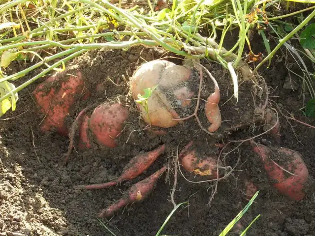Jak uprawiać bataty w Polsce? Pełny poradnik krok po kroku.