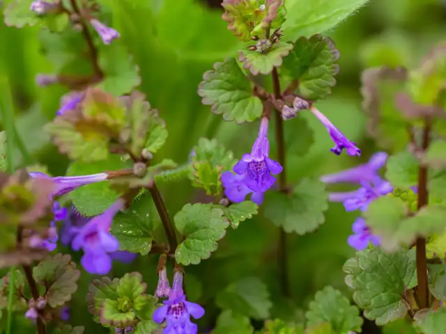 Bluszczyk kurdybanek: Chwast czy cudotwórca? Rozwikłaj zagadkę!