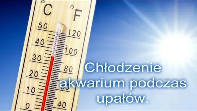 Jak schłodzić wodę w akwarium: 7 skutecznych metod na upały