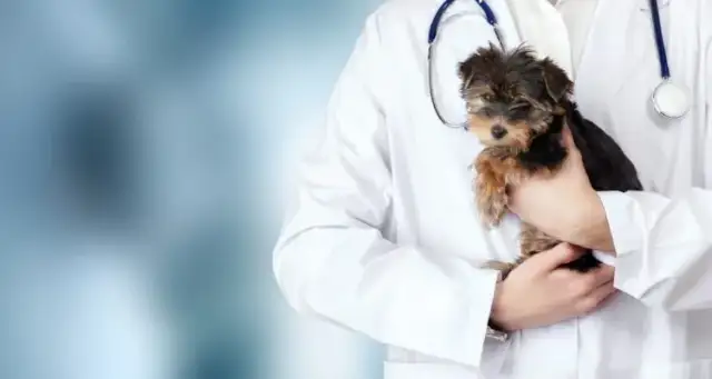 Ile szczepień dla szczeniaka – kluczowe informacje, które musisz znać