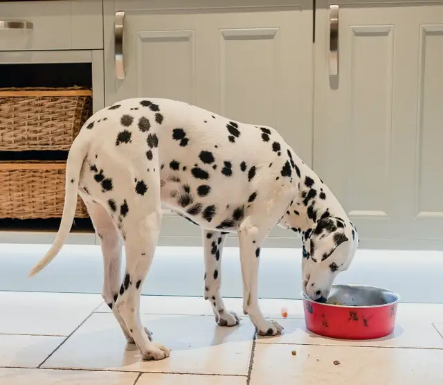 Czy pies może jeść makaron? Ważne zasady i potencjalne ryzyko