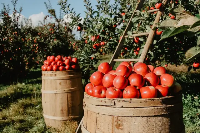 Najlepsze atrakcje w Łososinie Dolnej, które musisz zobaczyć