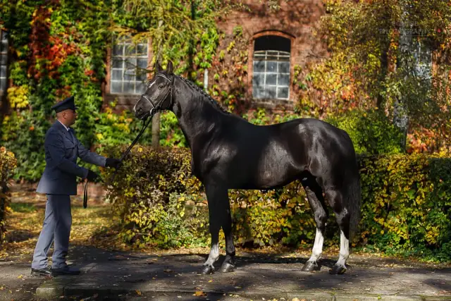 Stadnina Koni Gniezno Kłeckoska: Pełna Oferta, Cennik i Porady Przed Wizytą