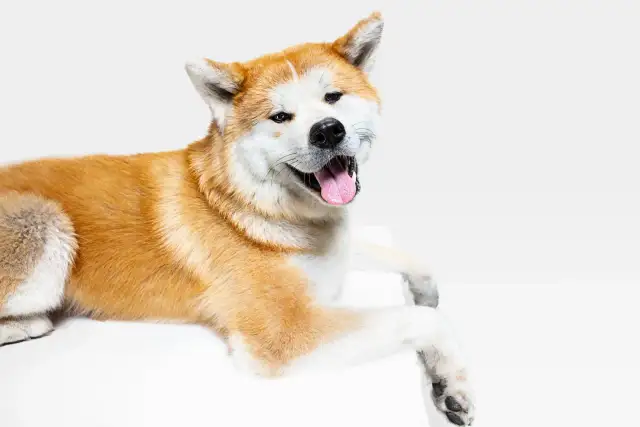 Akita Inu: Sierść czy włosy? Prawda o linieniu i alergii