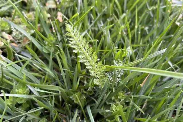 Chwasty selerowate: Jak rozpoznać i bezpiecznie zwalczyć?