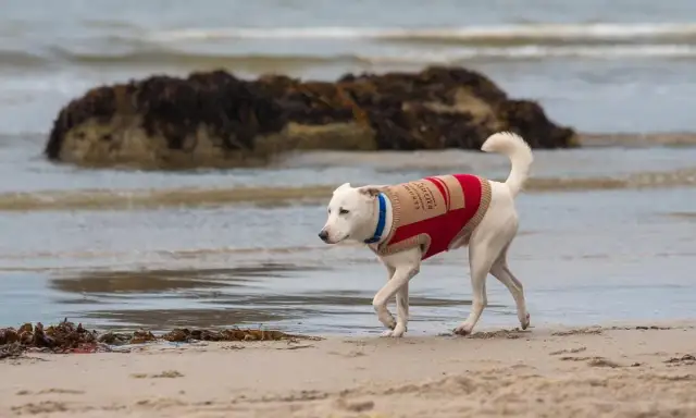 Gdzie z psem na spacer w Gdańsku? Odkryj najlepsze miejsca i zasady