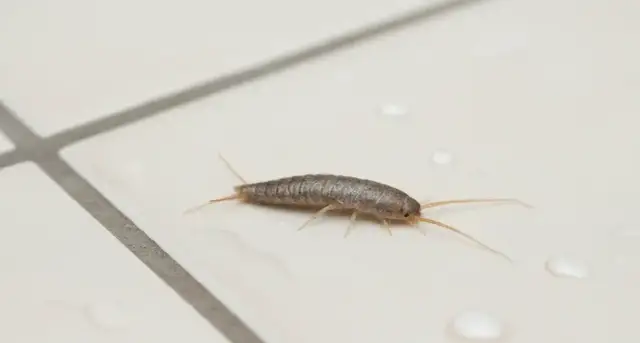 Skuteczne sposoby na pozbycie się rybików z mieszkania raz na zawsze