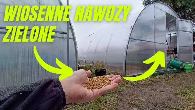 Kiedy siać gorczycę na nawóz zielony? Optymalny termin i korzyści