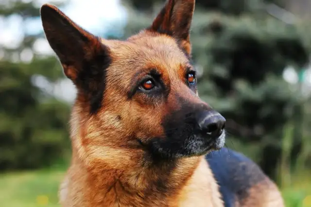 Ile waży dorosły owczarek niemiecki długowłosy? Sprawdź normy wagi