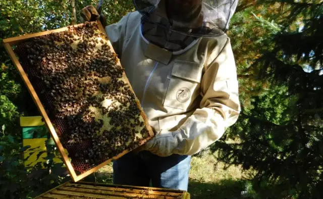 Jak powstaje miód? Odkryj tajemnice produkcji miodu przez pszczoły