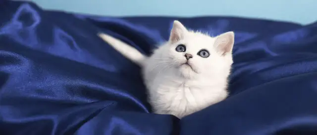 Warum pinkelt Katze ins Bett? Die überraschenden Gründe und Lösungen