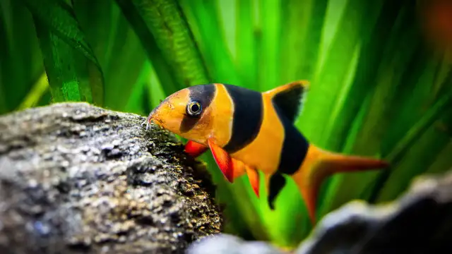 Jakie są rybki akwariowe? Poznaj najłatwiejsze do pielęgnacji gatunki